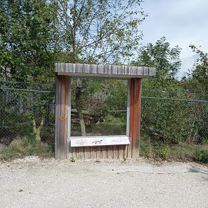 European red fox viewing point