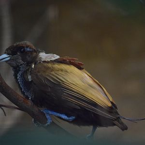 Golden-winged magnificent Bird-of-paradise