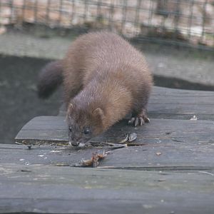 European mink