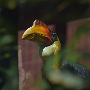 Wrinkled hornbill