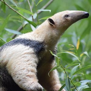 Southern tamandua