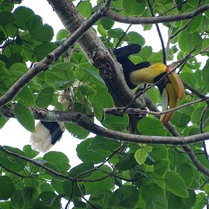 Great Indian hornbill (Buceros bicornis)