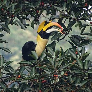 Great Indian hornbill (Buceros bicornis)