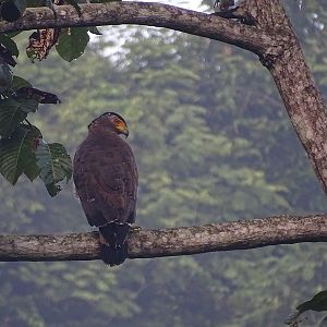 Crested serpent-eagle (Spilornis cheela burmanicus)