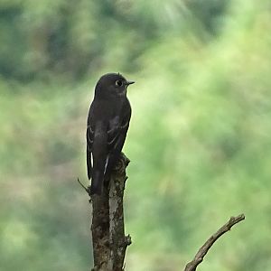 Dark-sided flycatcher (Muscicapa sibirica)