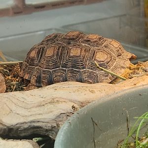 Tortoise ID - Tennessee Aquarium