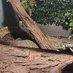 Monitor ID (Nile Monitor?)