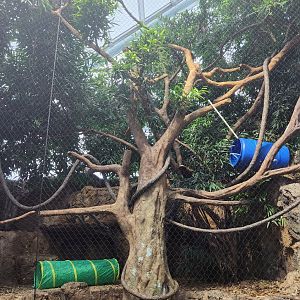 Tennessee Aquarium - Lemur exhibit