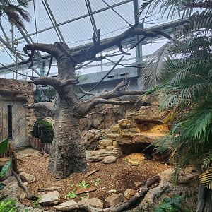 Tennessee Aquarium - Radiated Tortoise/lemur exhibit