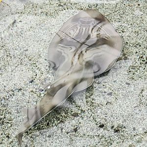 Tennessee Aquarium - Guitarfish