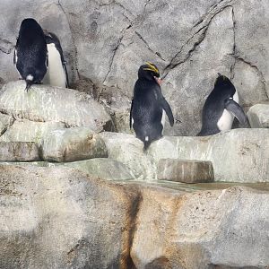 Tennessee Aquarium - Macaroni Penguins