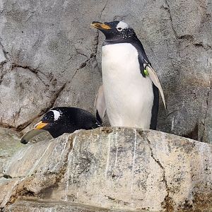 Tennessee Aquarium - Gentoo Penguins