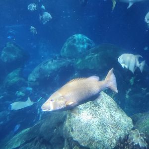 Tennessee Aquarium - Secret Reef fish