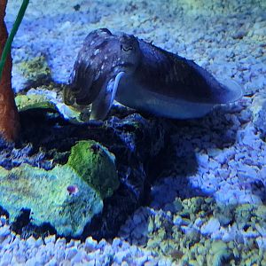 Tennessee Aquarium - Common Cuttlefish