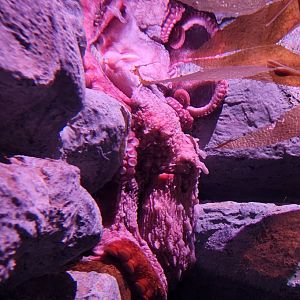 Tennessee Aquarium - Pacific Giant Octopus