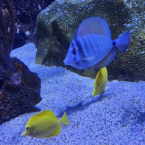 Tennessee Aquarium - Tropical fish