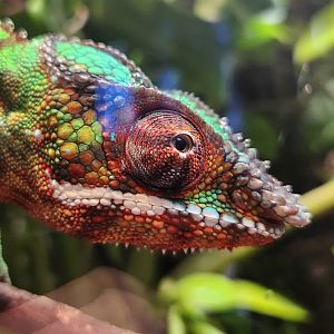 Tennessee Aquarium - Furcifer pardalis