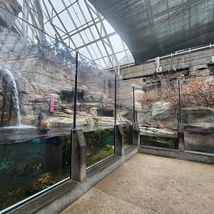 Tennessee Aquarium - NA River Otter exhibit