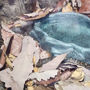 Tennessee Aquarium - Lampropetlis triangulum triangulum