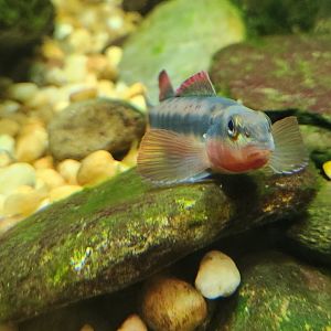 Tennessee Aquarium - Darter