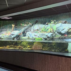 Tennessee Aquarium - Freshwater exhibit