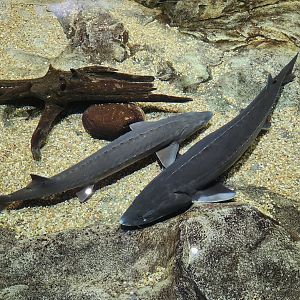 Tennessee Aquarium - Lake Sturgeons in touch tank