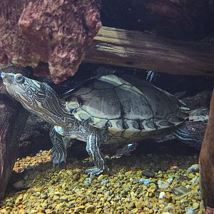 Tennessee Aquarium - Graptemys pearlensis