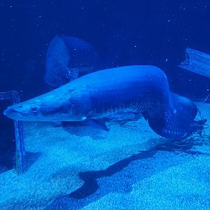 Tennessee Aquarium - Arapaima