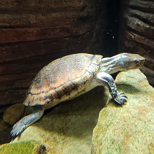 Tennessee Aquarium - Sacalia bealei