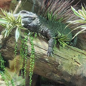 Tennessee Aquarium - Dwarf Crocodile