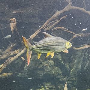 Tennessee Aquarium - African Tigerfish