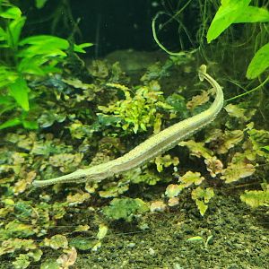 Tennessee Aquarium - Freshwater Pipefish
