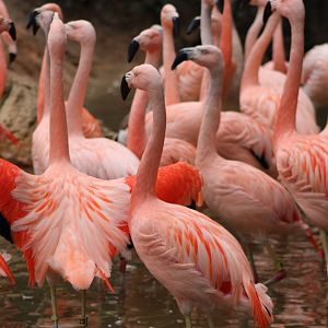 Chilean Flamingoes (Phoenicopterus chilensis)