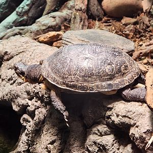 Tennessee Aquarium - Emydoidea blandingi