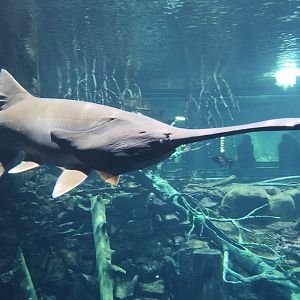 Tennessee Aquarium - Paddlefish