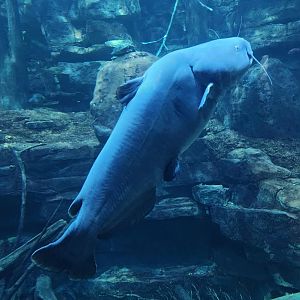 Tennessee Aquarium - Blue Catfish