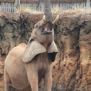 African Bush Elephant (Loxodonta africana)