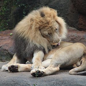 African Lion (Panthera leo ssp.)