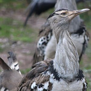 Kori Bustard (Ardeotis kori)