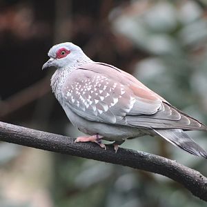 Speckled Pigeon (Columba guinea)