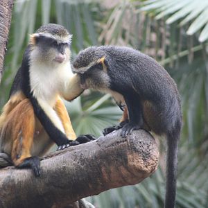 Wolf’s Mona Monkeys (Cercopithecus wolfi)