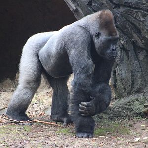 Western Lowland Gorilla (G. g. gorilla)