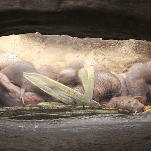 Naked Mole Rats (Heterocephalus glaber)