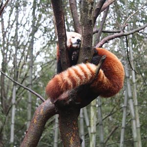 Nepalese Red Panda (A. f. fulgens)
