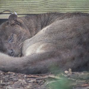 Fossa (Cryptoprocta ferox)
