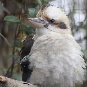 Laughing Kookaburra (Dacelo novaeguineae)