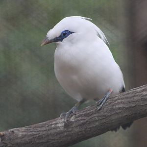 Bali Myna (Leucopsar rothschildi)