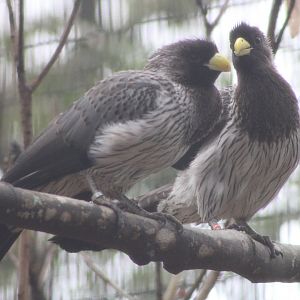 Western Plantain-Eaters (Crinifer piscator)