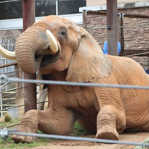 African Bush Elephant (Loxodonta africana)