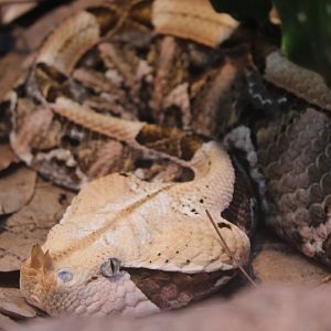 Gaboon Viper (Bitis gabonica